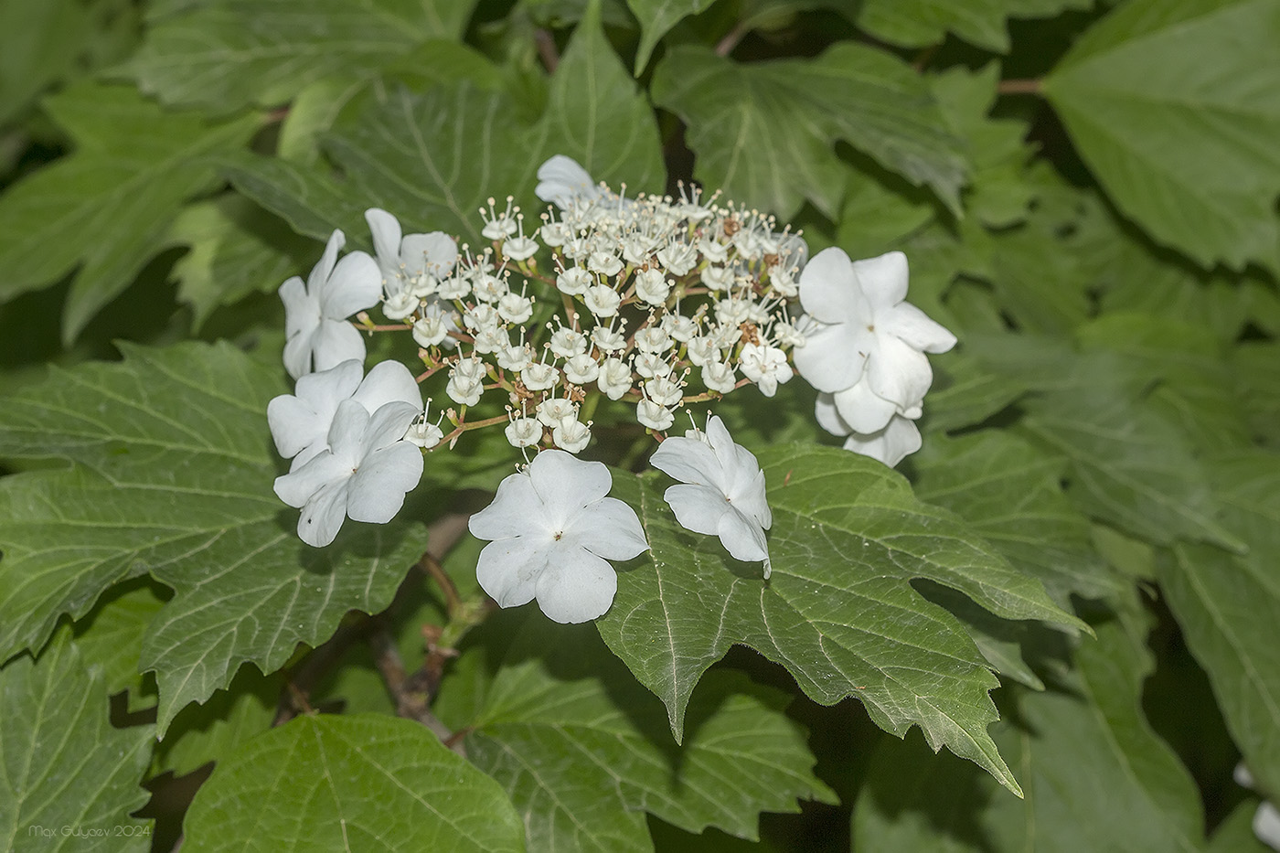 Image of Viburnum opulus specimen.