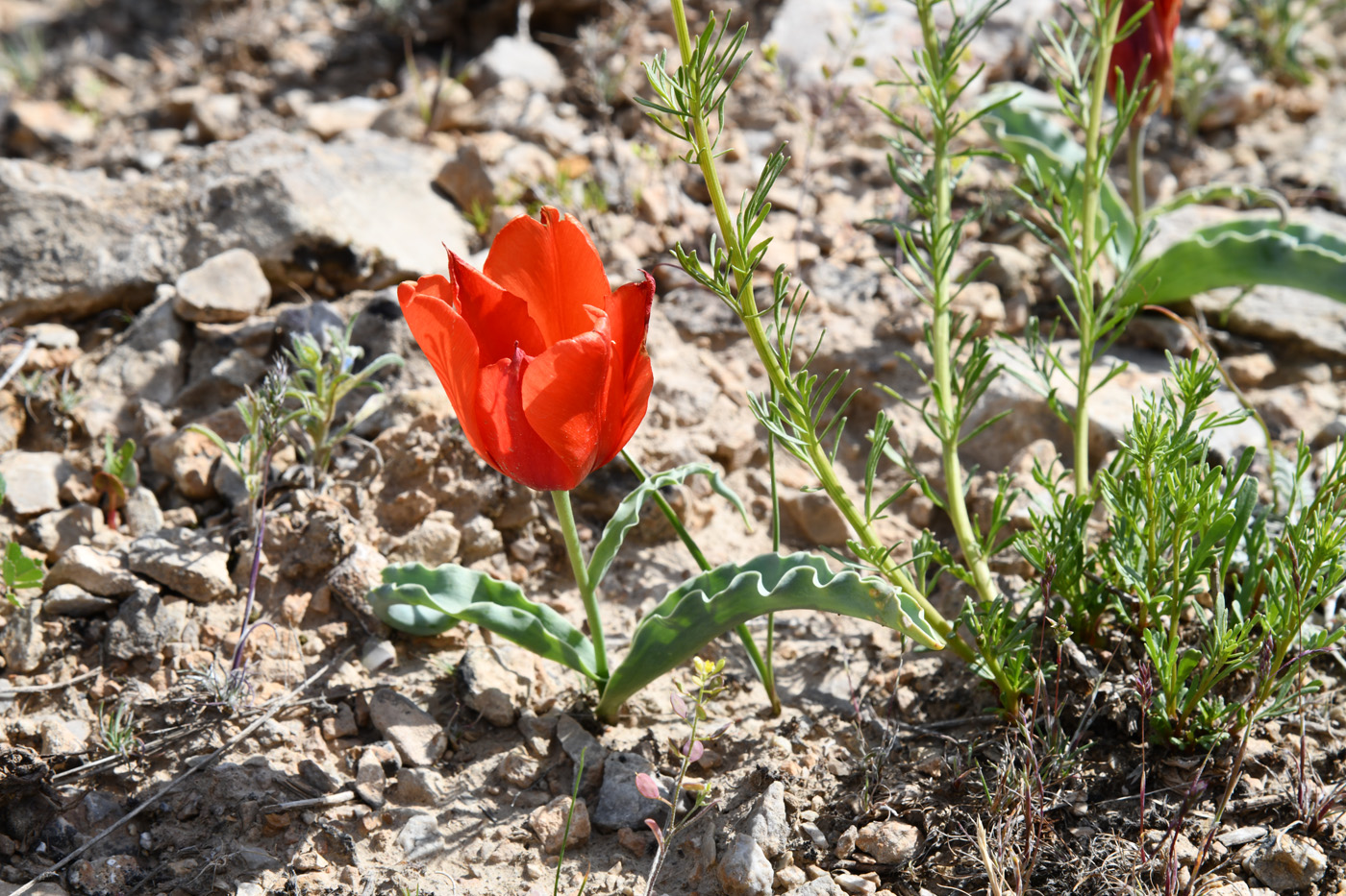 Изображение особи Tulipa alberti.