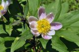 Paeonia lactiflora