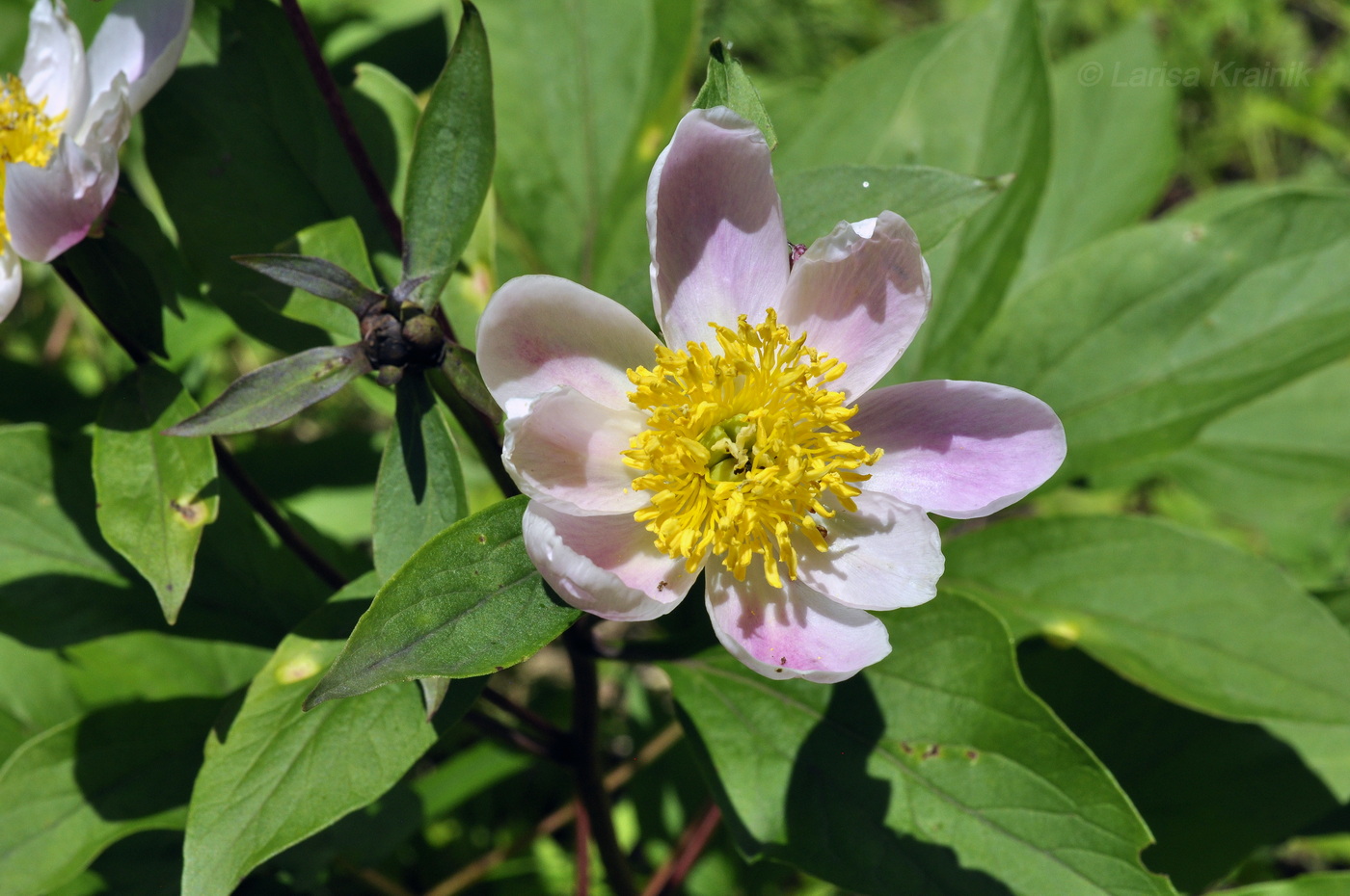 Image of Paeonia lactiflora specimen.