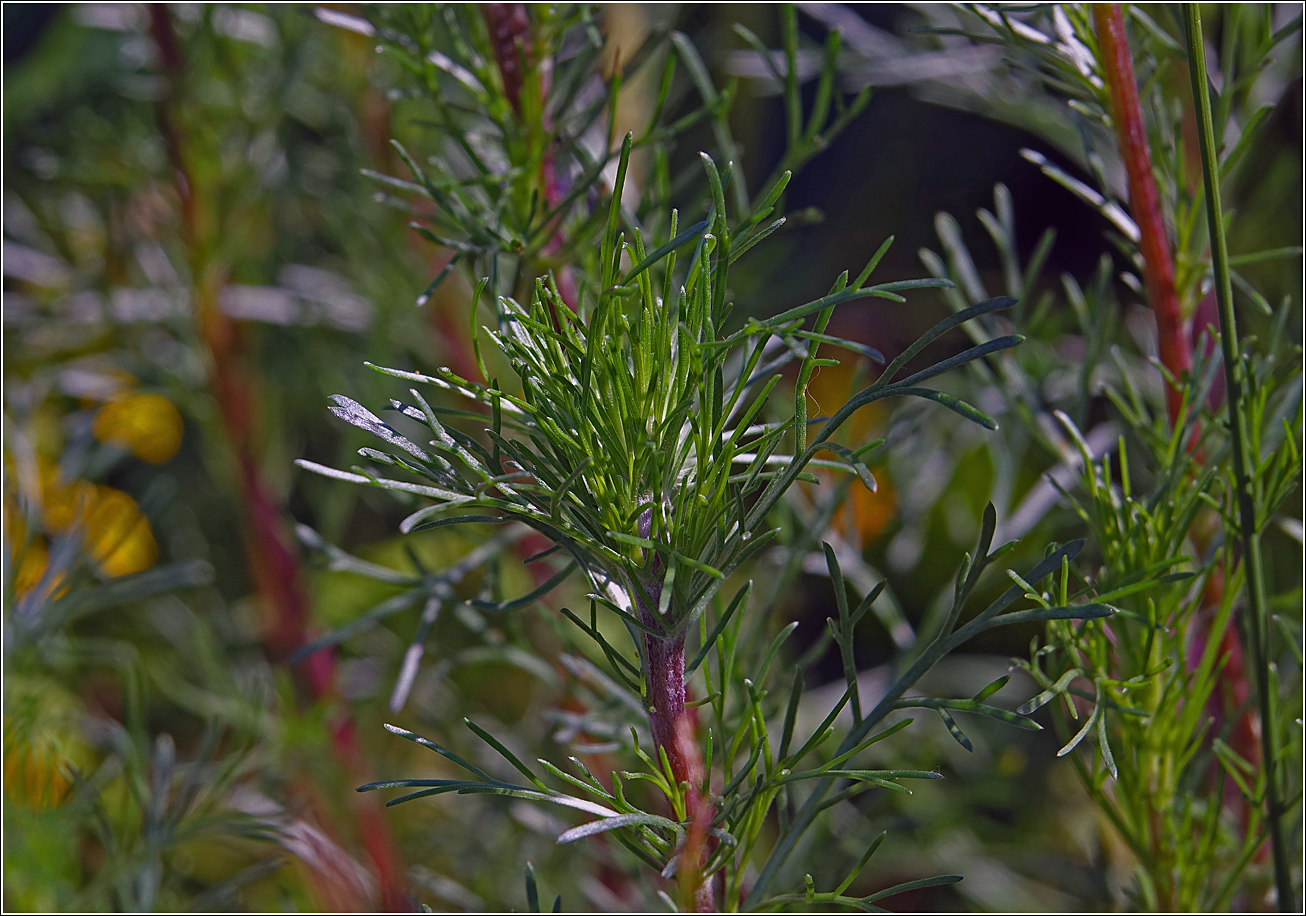 Image of Artemisia campestris specimen.