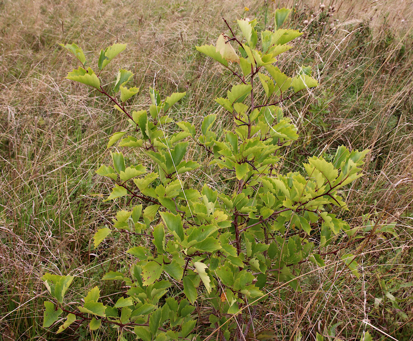Image of Crataegus sanguinea specimen.