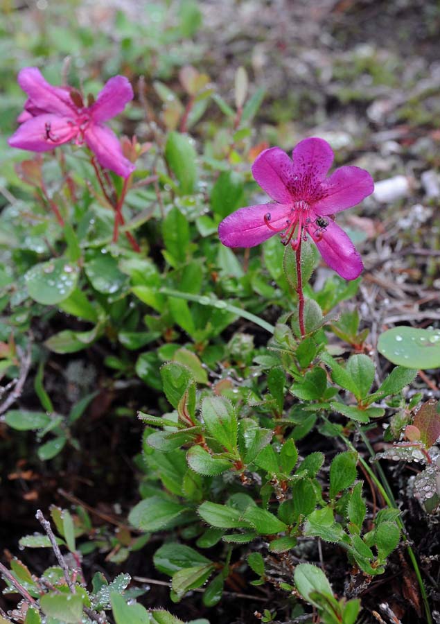 Image of Rhododendron camtschaticum specimen.