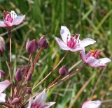 Butomus umbellatus