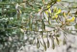 Astragalus scheremetewianus. Основания соцветий с незрелыми плодами. Таджикистан, Горно-Бадахшанская автономная обл., Ишкашимский р-н, Шахдаринский хр., дол. р. Памир, выс. ≈ 3800 м н.у.м., сухой каменистый склон. 3 июля 2024 г.