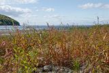 Persicaria lapathifolia