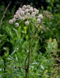 Angelica sylvestris