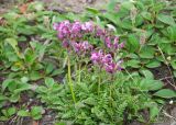 genus Pedicularis