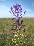 Leopoldia comosa. Соцветие. Крым, Ленинский р-н, окр. с. Золотое, склоны к Азовскому морю. 12.06.2005.