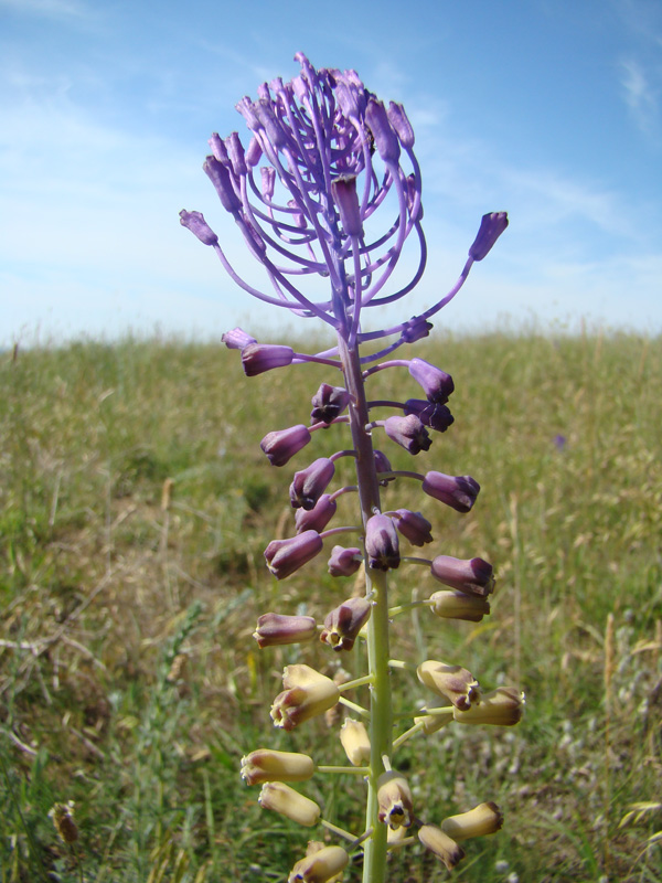 Изображение особи Leopoldia comosa.