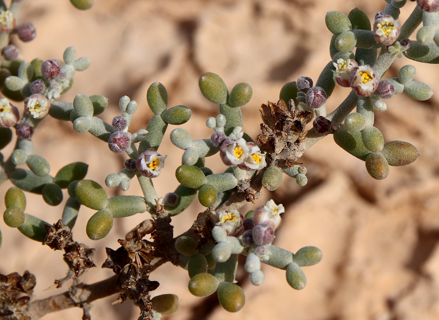 Image of Tetraena alba specimen.