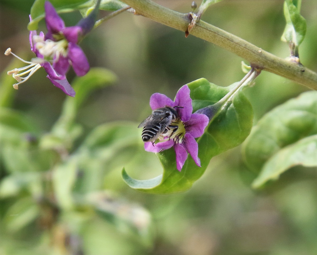 Изображение особи Lycium barbarum.
