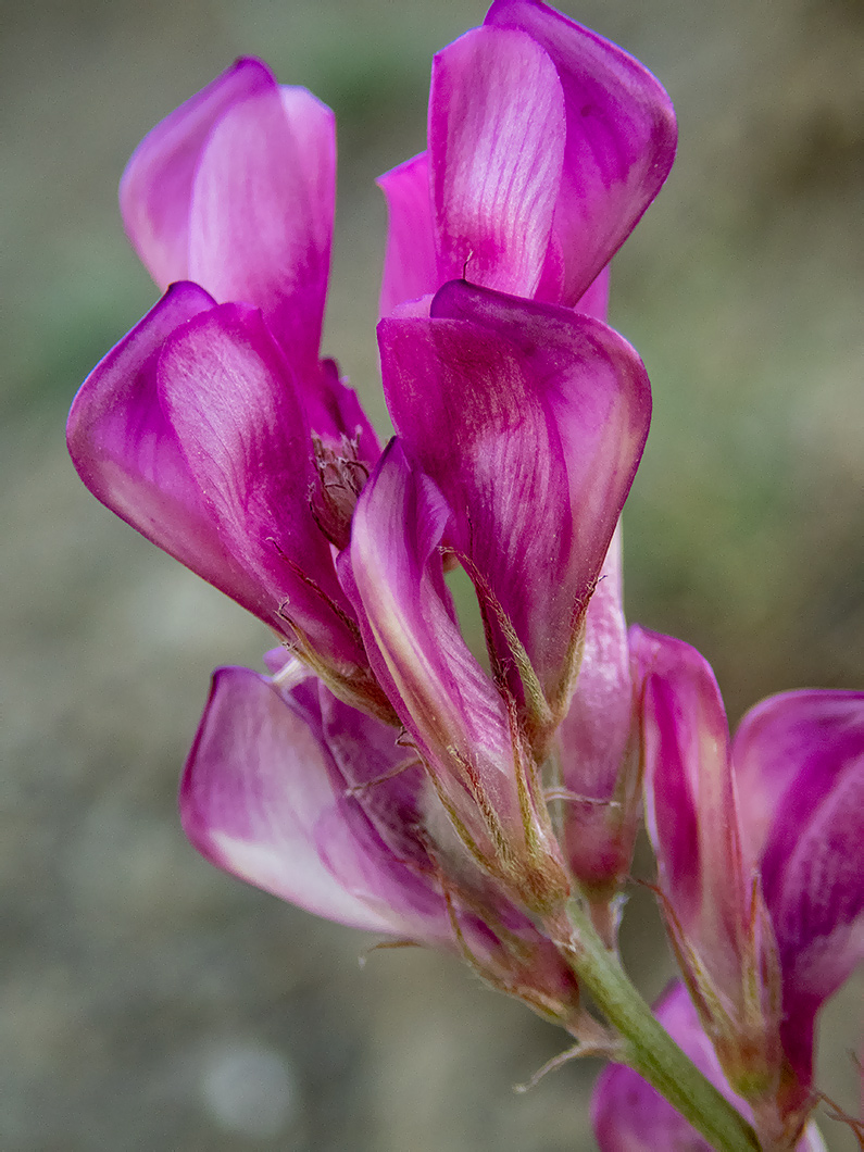 Image of Hedysarum tauricum specimen.