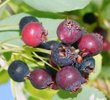 Amelanchier ovalis