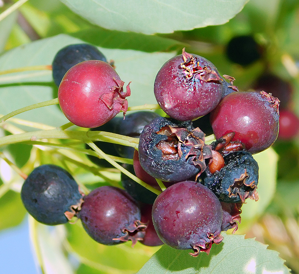 Image of Amelanchier ovalis specimen.