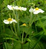 Fragaria moschata