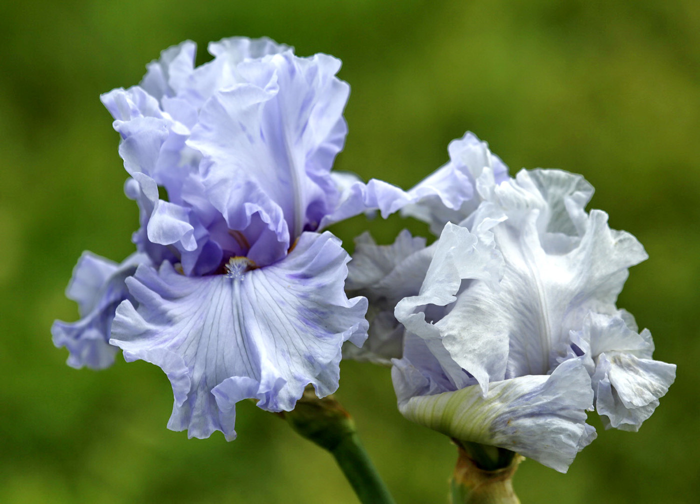 Image of genus Iris specimen.