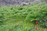 Ferula tenuisecta