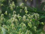 Thalictrum kemense