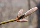 Acer tegmentosum. Верхушка веточки с распускающимися почками. Приморский край, Шкотовский р-н, окр. пос. Подъяпольск, бровка обрыва приморской сопки, широколиственный лес. 03.05.2025.