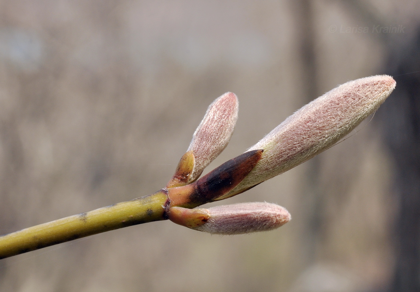 Image of Acer tegmentosum specimen.