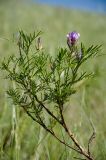 Astragalus oropolitanus. Верхушка цветущей веточки. Оренбургская обл., Беляевский р-н, Донской сельсовет, степь. 28 мая 2024 г.