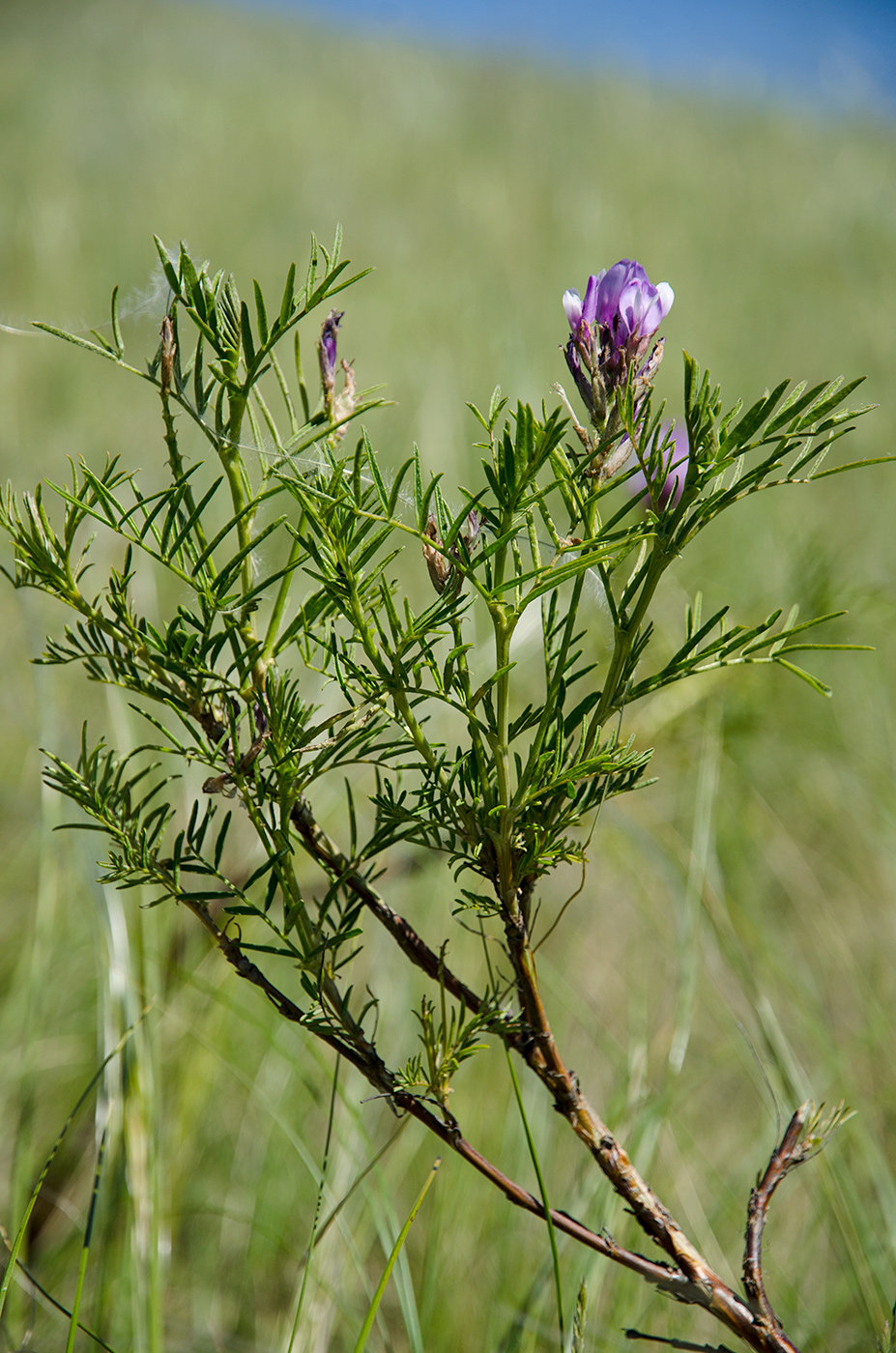 Image of Astragalus oropolitanus specimen.