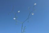Stellaria graminea. Соцветие с цветками, бутонами и завязями (?, внизу). Беларусь, Витебская обл., окр. пос. Езерище, берег оз. Езерище, суходольный луг. 29.08.2024.