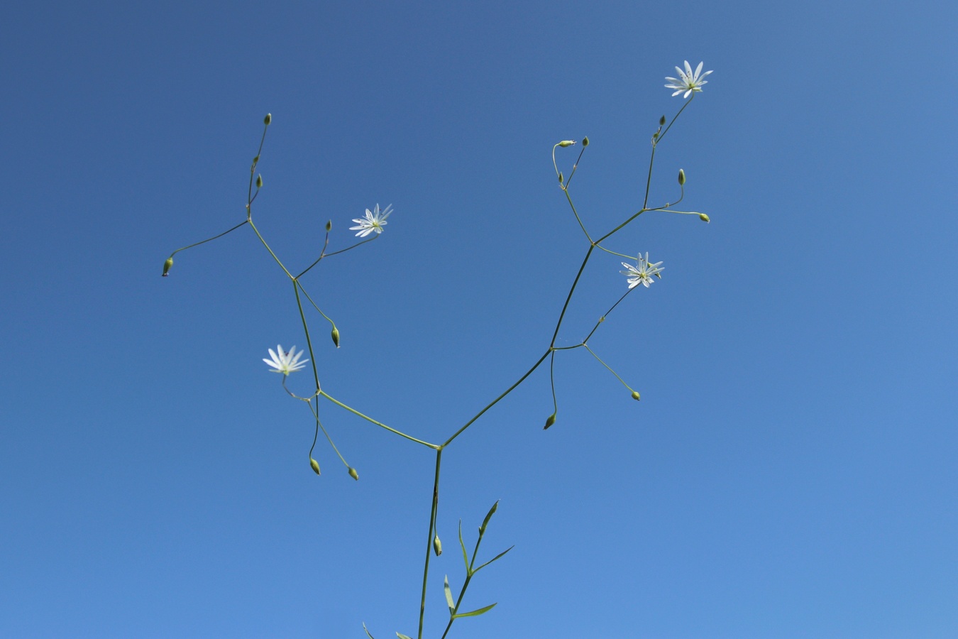Image of Stellaria graminea specimen.