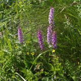 Gymnadenia conopsea. Цветущие растения. Карачаево-Черкесия, Домбай, гора Мусса-Ачитара, 2400 м н.у.м., на пологом склоне. 09.07.2015.
