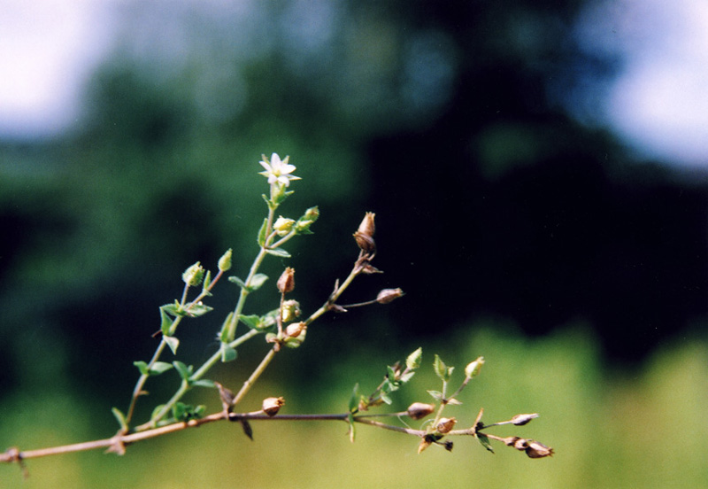 Image of Arenaria serpyllifolia specimen.