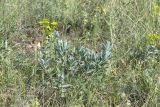 Euphorbia glareosa. Цветущие и вегетирующие растения (одно растение?). Крым, Бахчисарайский р-н, окр. Мангуп-Кале, гора Баба-Даг, плато, луговина. 01.06.2025.