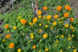 Trollius asiaticus