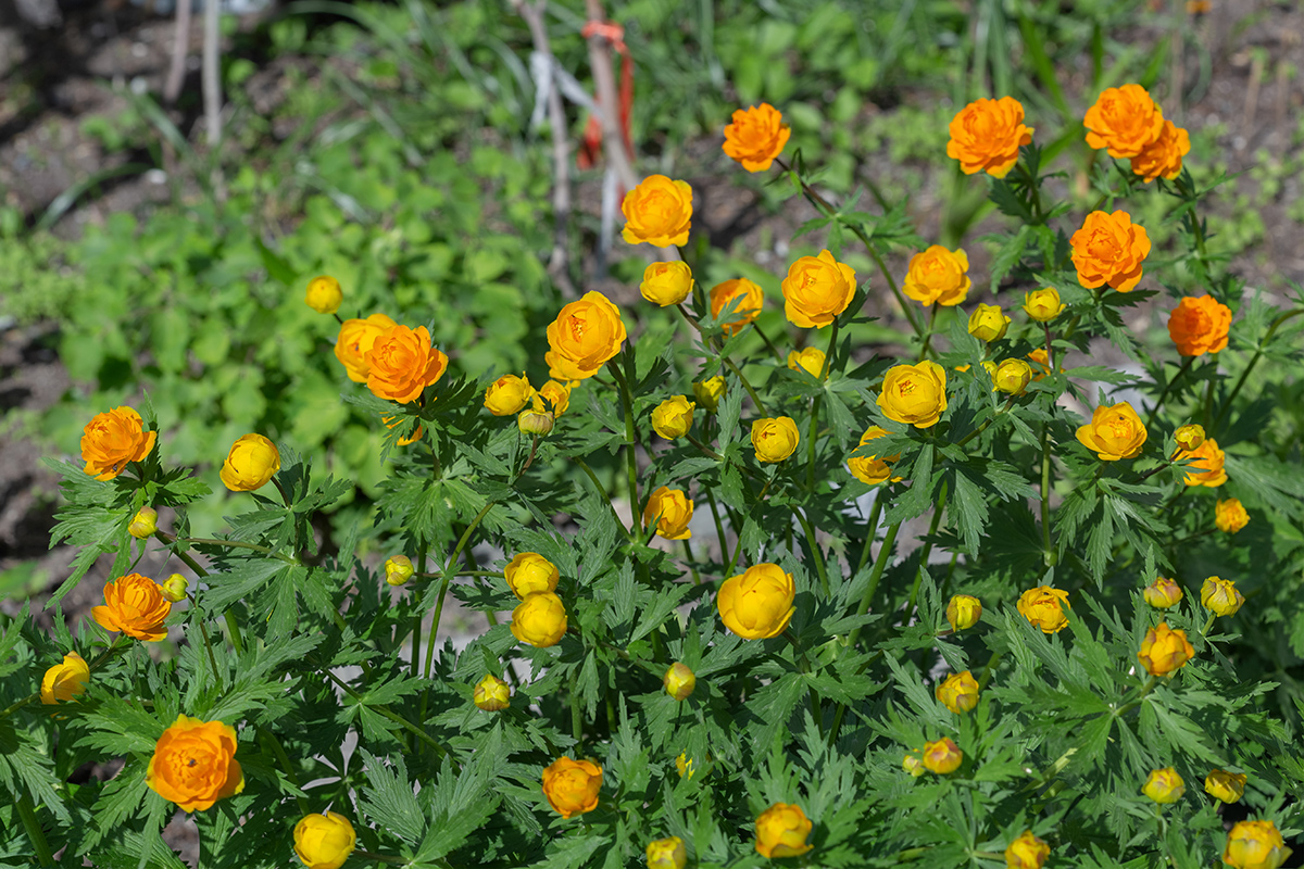 Image of Trollius asiaticus specimen.