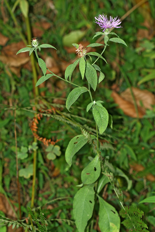 Image of Centaurea salicifolia specimen.