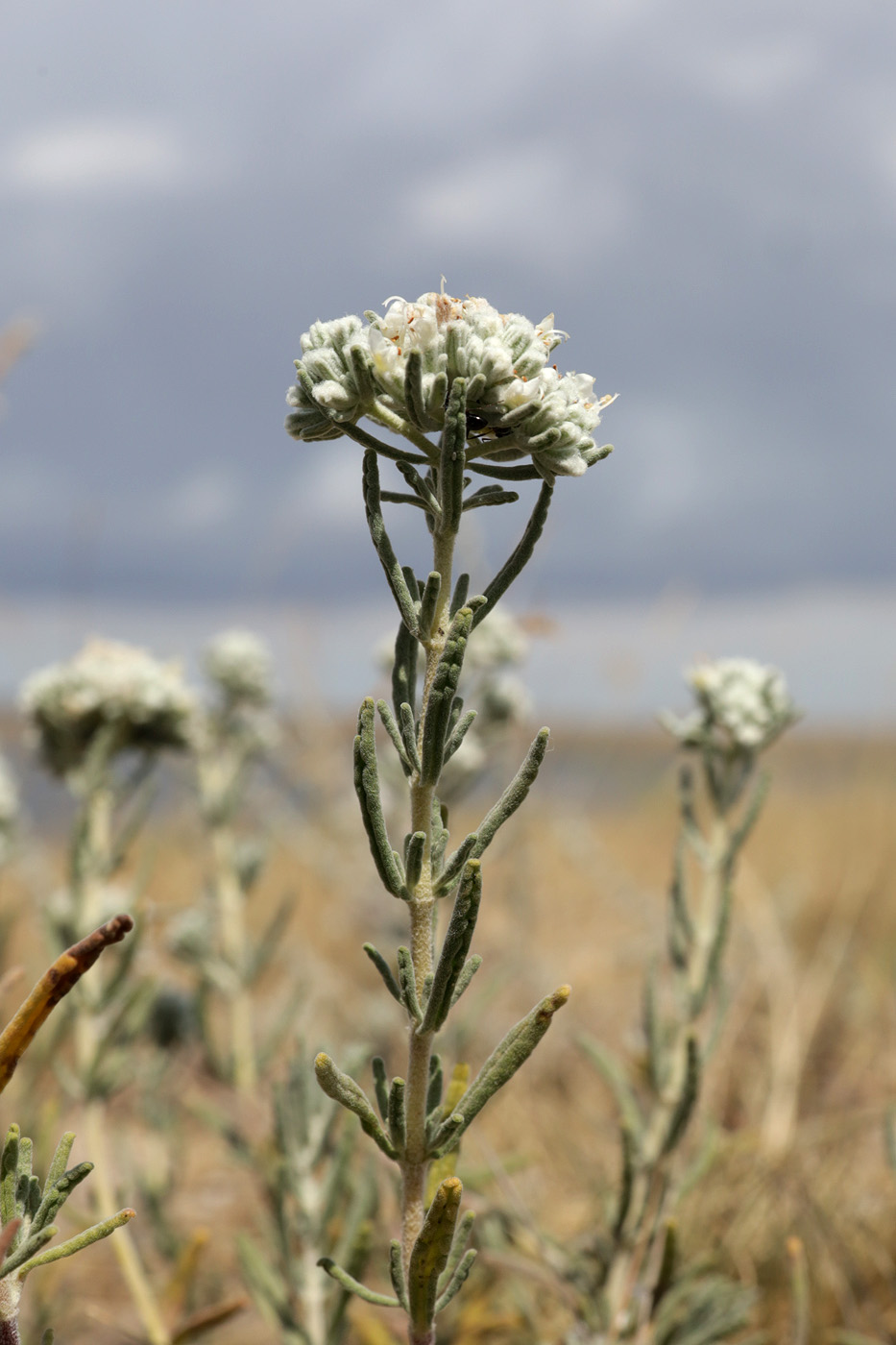 Image of Teucrium capitatum specimen.