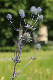 Eryngium planum