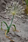 Allium baissunense. Цветущее растение. Таджикистан, Хатлонская обл., Джиликульский р-н, запов. \"Тигровая балка\", окр. кордона \"Королевская дача\", песчаные наносы у подножия уступа третьей надпойменной террасы. 17 апреля 2025 г.