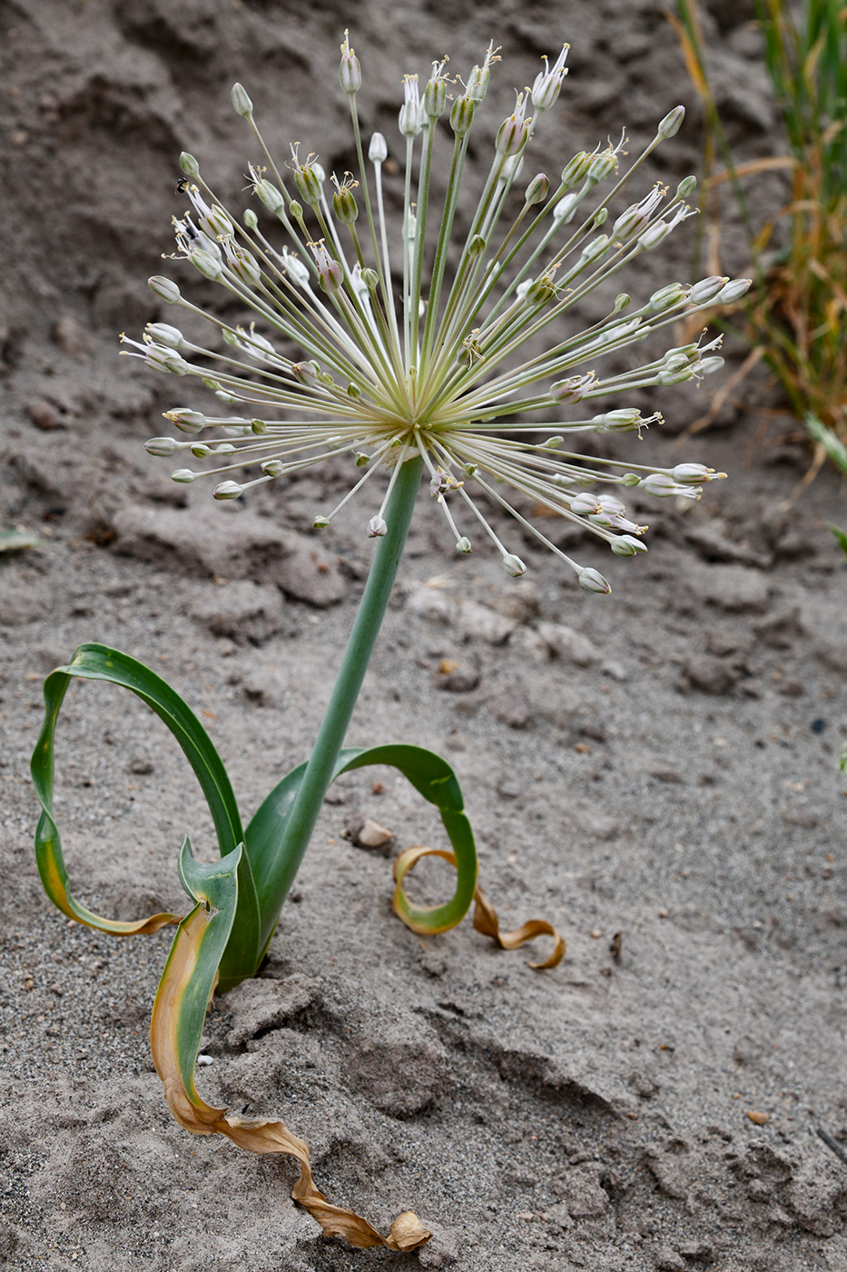 Image of Allium baissunense specimen.