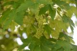 genus Acer. Соцветие. Турция, ил Ван, г. Ахлат, ок. старых мавзолеев, на старом кладбище. 21 мая 2025 г.