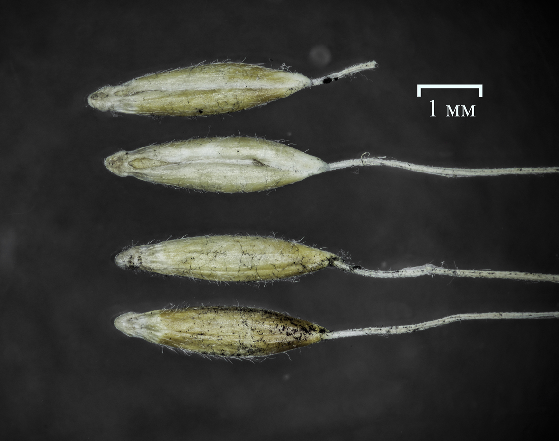 Image of Achnatherum virescens specimen.