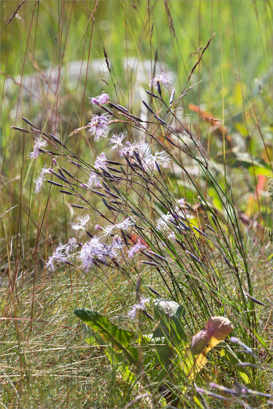 Изображение особи Dianthus superbus.