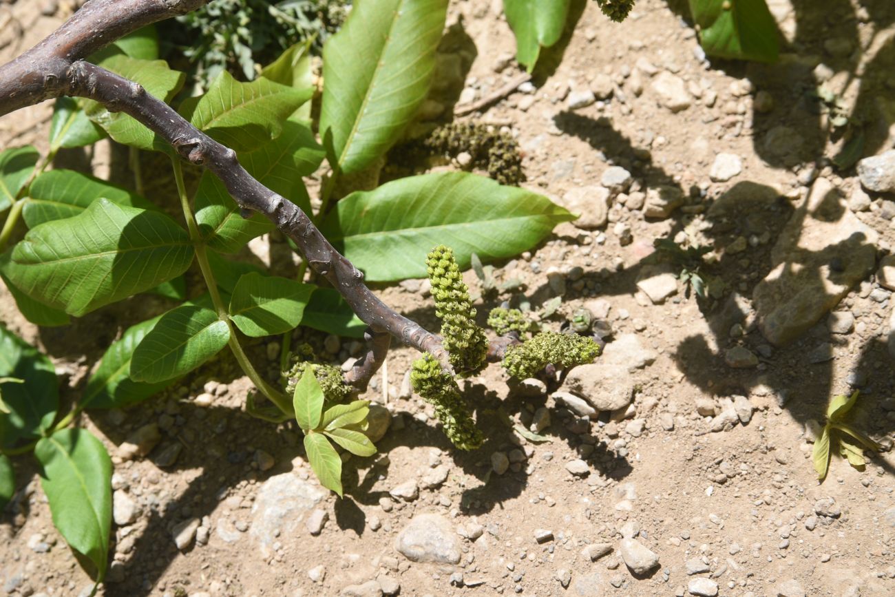Image of Juglans regia specimen.