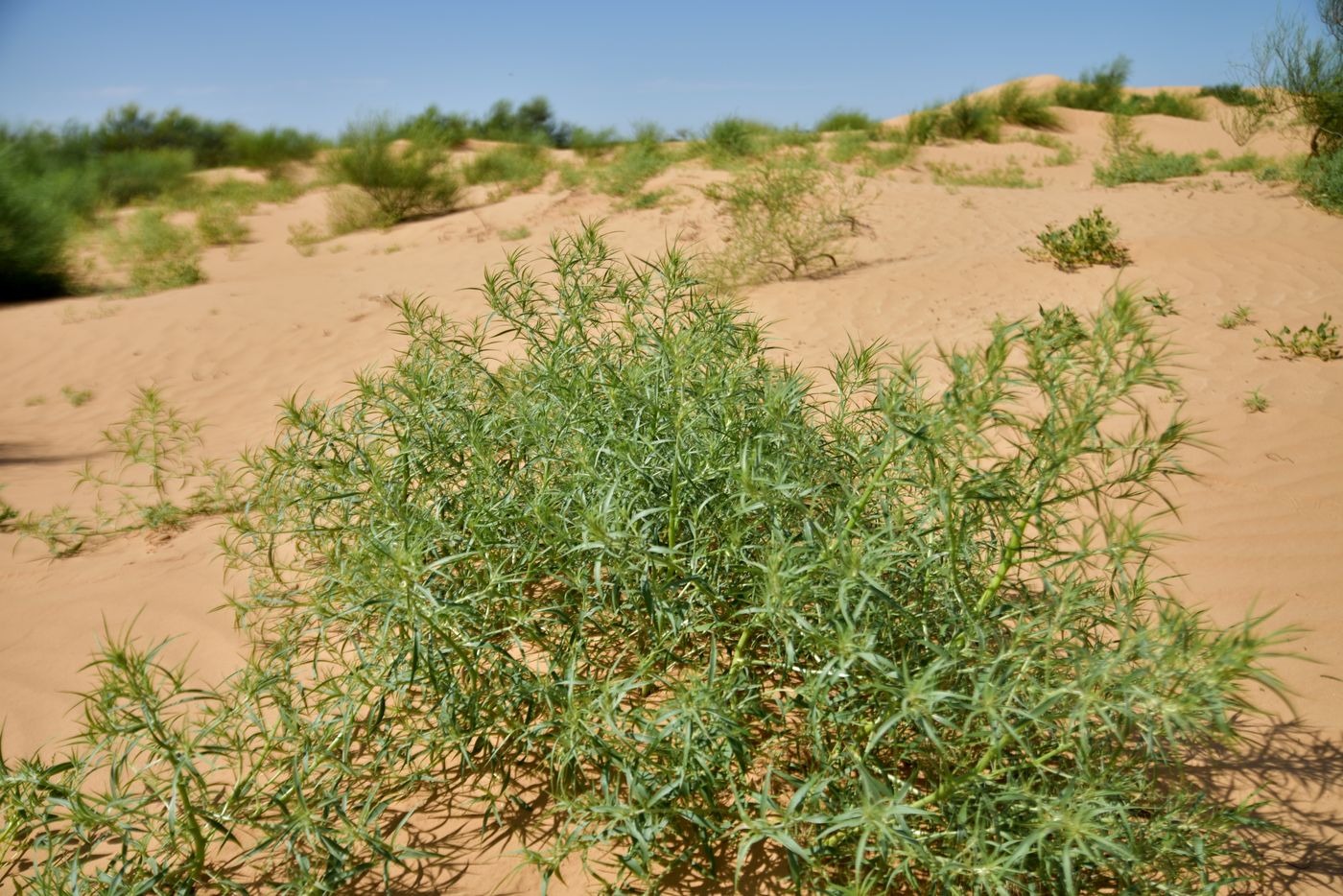 Изображение особи Agriophyllum pungens.