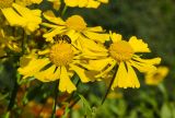 View full-size image Helenium autumnale