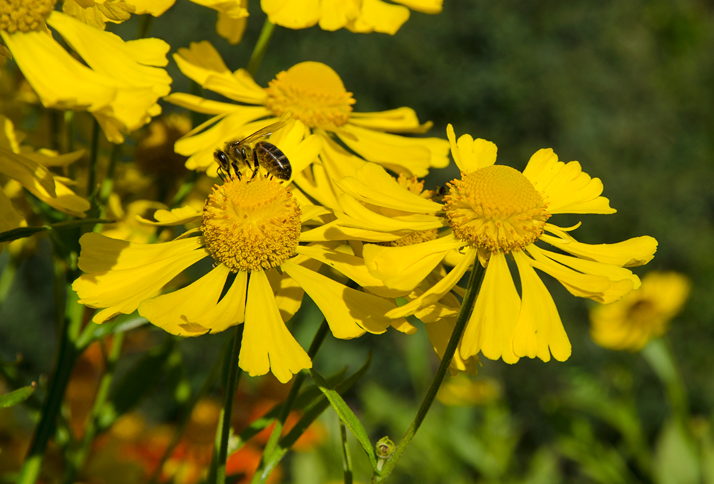 Image of Helenium autumnale specimen.