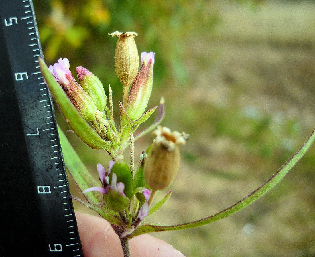 Image of Silene aprica specimen.