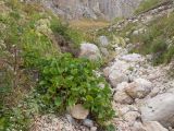 Valeriana alliariifolia. Отцветающее растение. Адыгея, Кавказский биосферный запов., восточный отрог горы Оштен, ≈ 1800 м н.у.м., каменистое русло горного ручья. 03.10.2015.