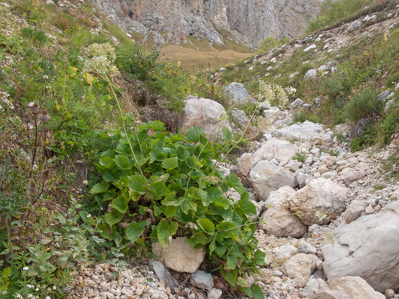 Image of Valeriana alliariifolia specimen.