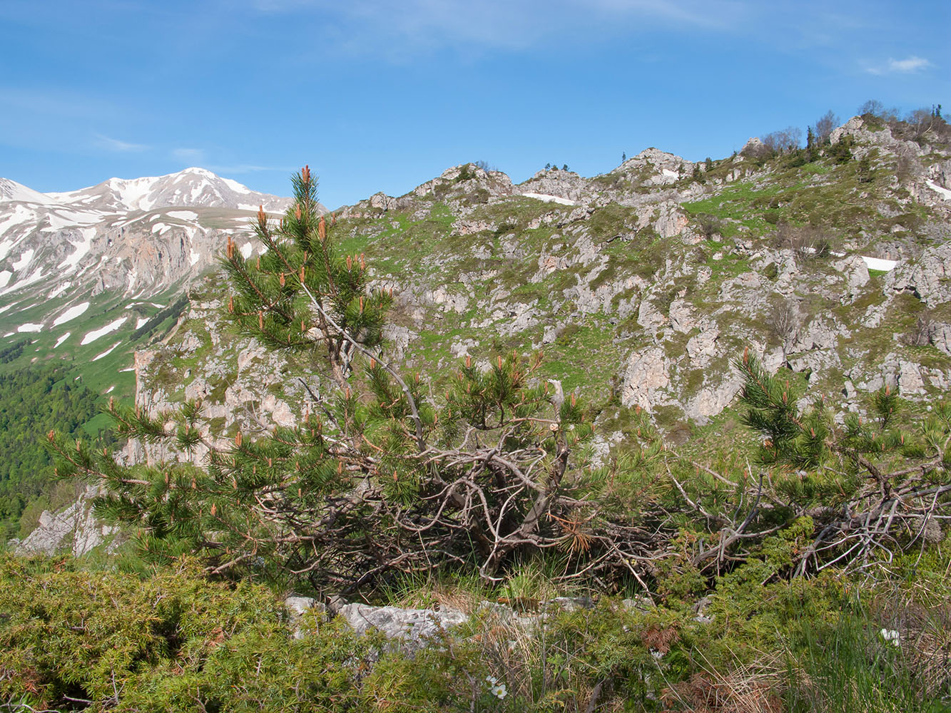 Изображение особи Pinus sylvestris ssp. hamata.